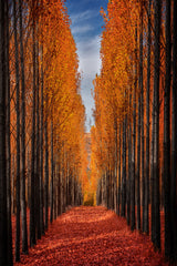 Colorful Autumn Poster och Canvastavla