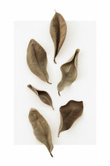 Dried Leaves_1 Poster och Canvastavla