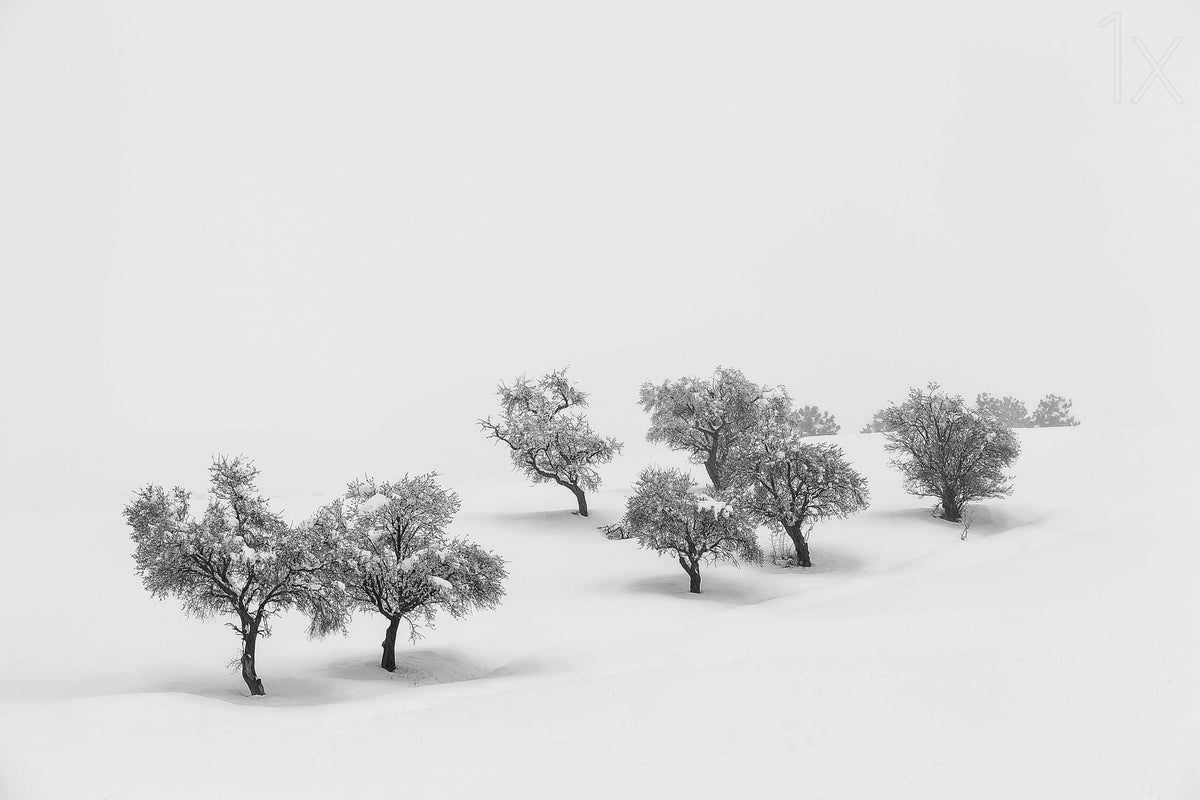 White Carpet Poster och Canvastavla