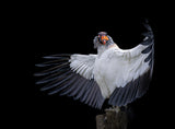 The King Vulture.... Poster och Canvastavla