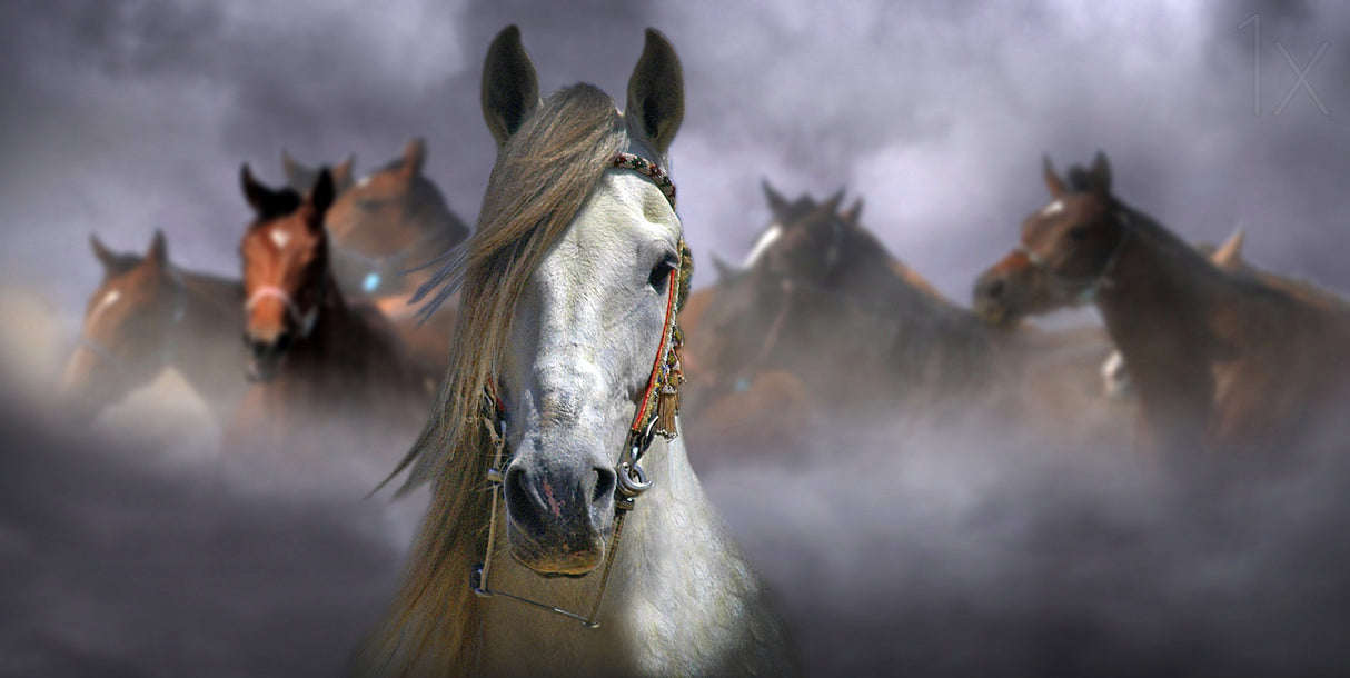 Horses Poster och Canvastavla