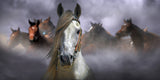 Horses Poster och Canvastavla