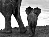 Together Poster och Canvastavla