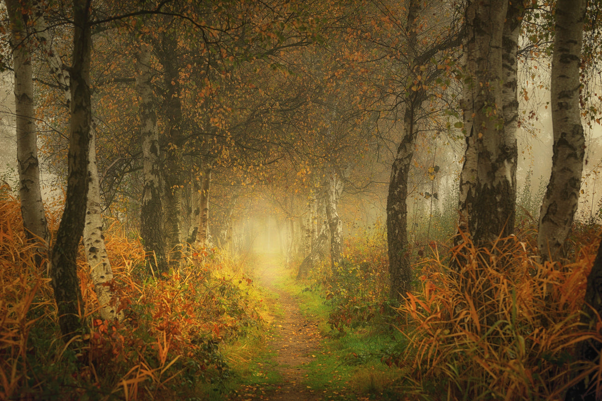 Dream forest Poster och Canvastavla