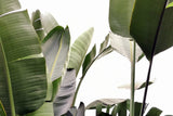 Travellers Palm Leaves Foliage Photo 01 Poster och Canvastavla