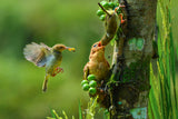collaboration to feeding line for offspring Poster och Canvastavla