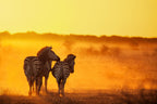 Zebra in the light Poster och Canvastavla