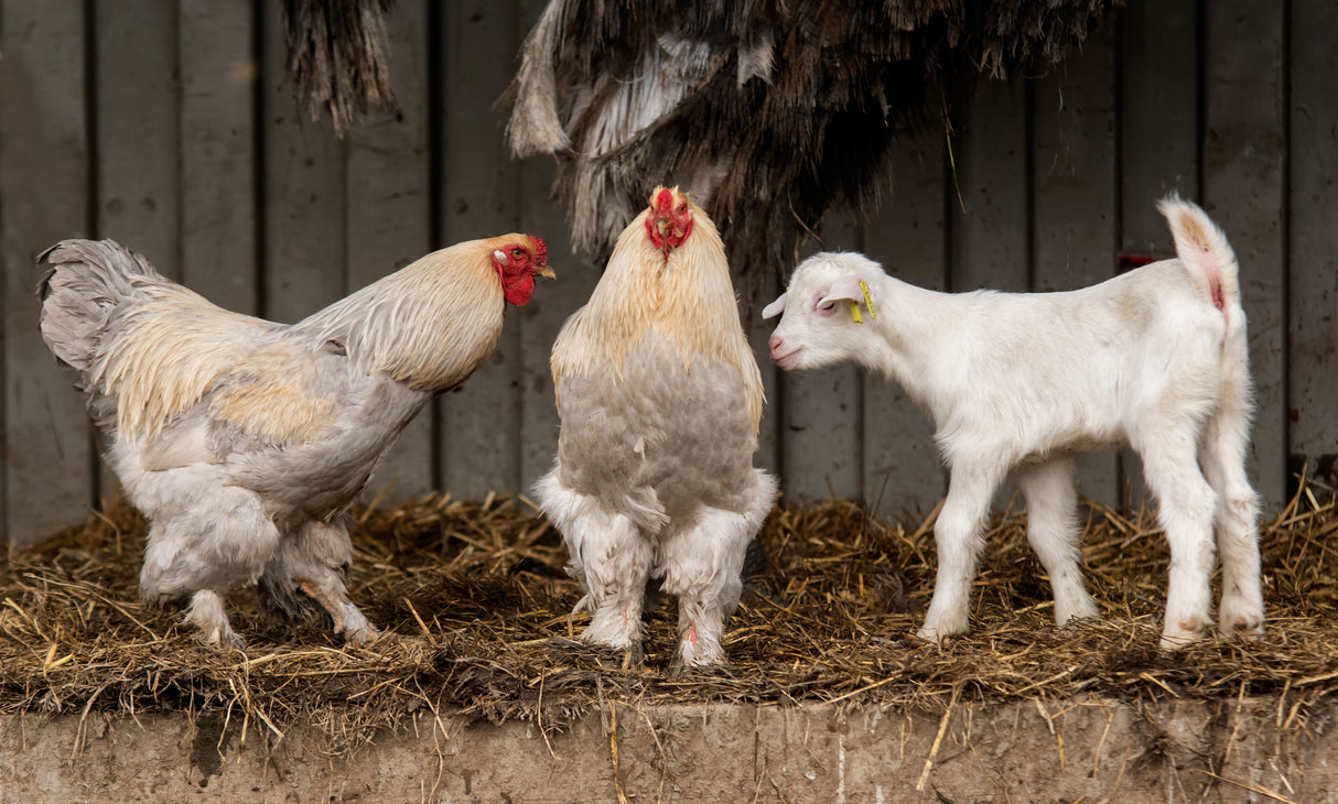 Four animals, 3 different breeds. Poster och Canvastavla