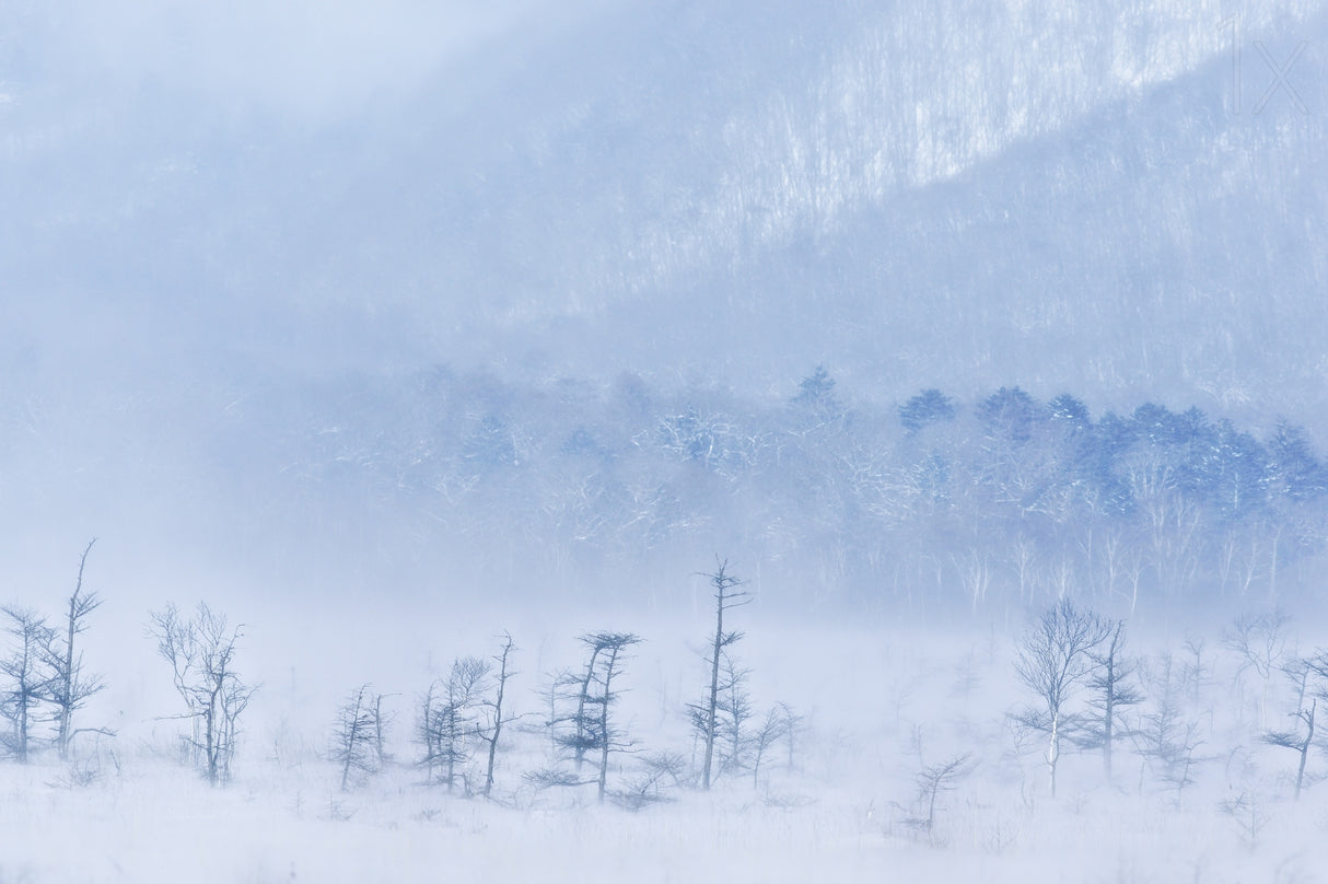 Snowstorm and young trees Poster och Canvastavla