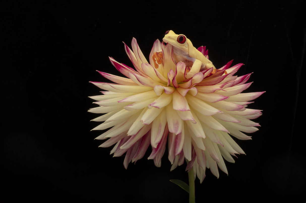 Yellows and Reds with Albino Red Eye Tree Frog Poster och Canvastavla