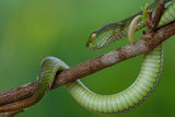 Snake in vietnam Poster och Canvastavla