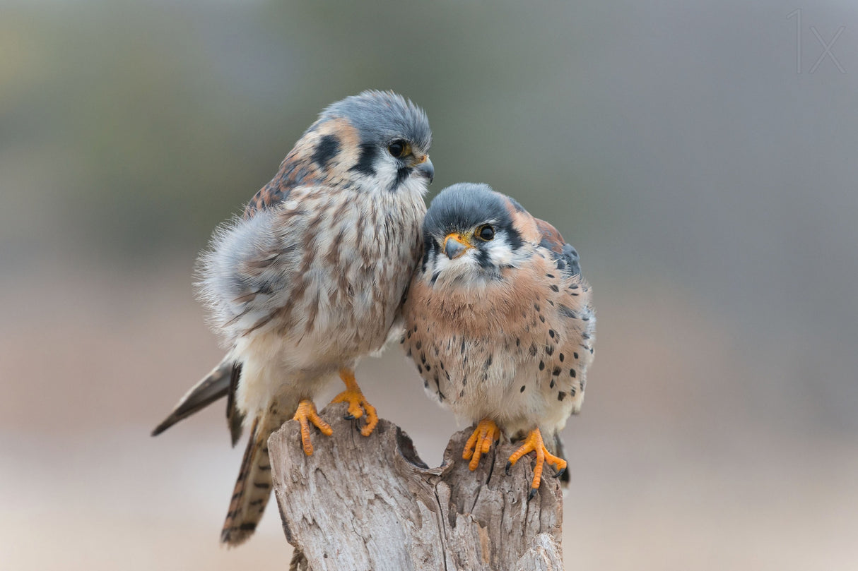 Love Birds Poster och Canvastavla
