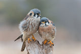Love Birds Poster och Canvastavla