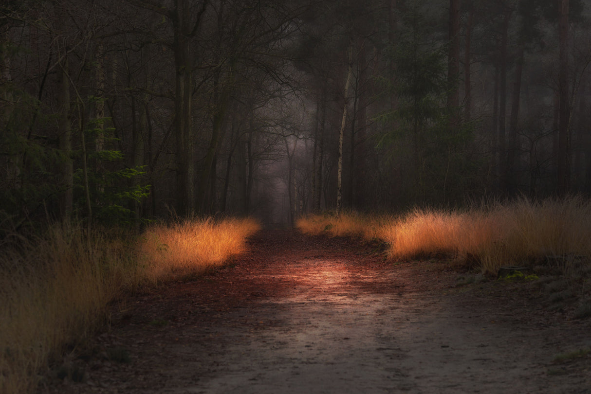 Forest dream Poster och Canvastavla