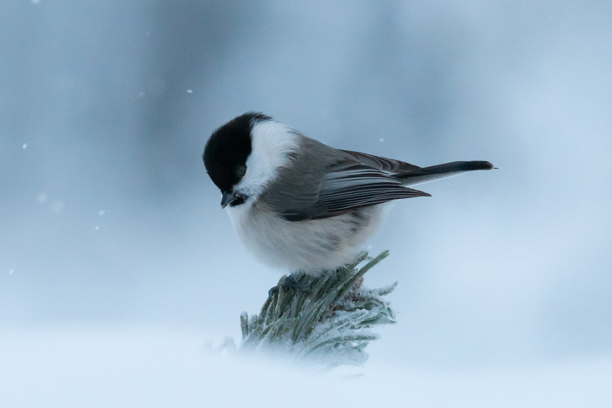 Let it snow Poster och Canvastavla