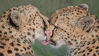 Kiss kiss... Poster och Canvastavla