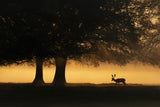European Fallow Deer Poster och Canvastavla