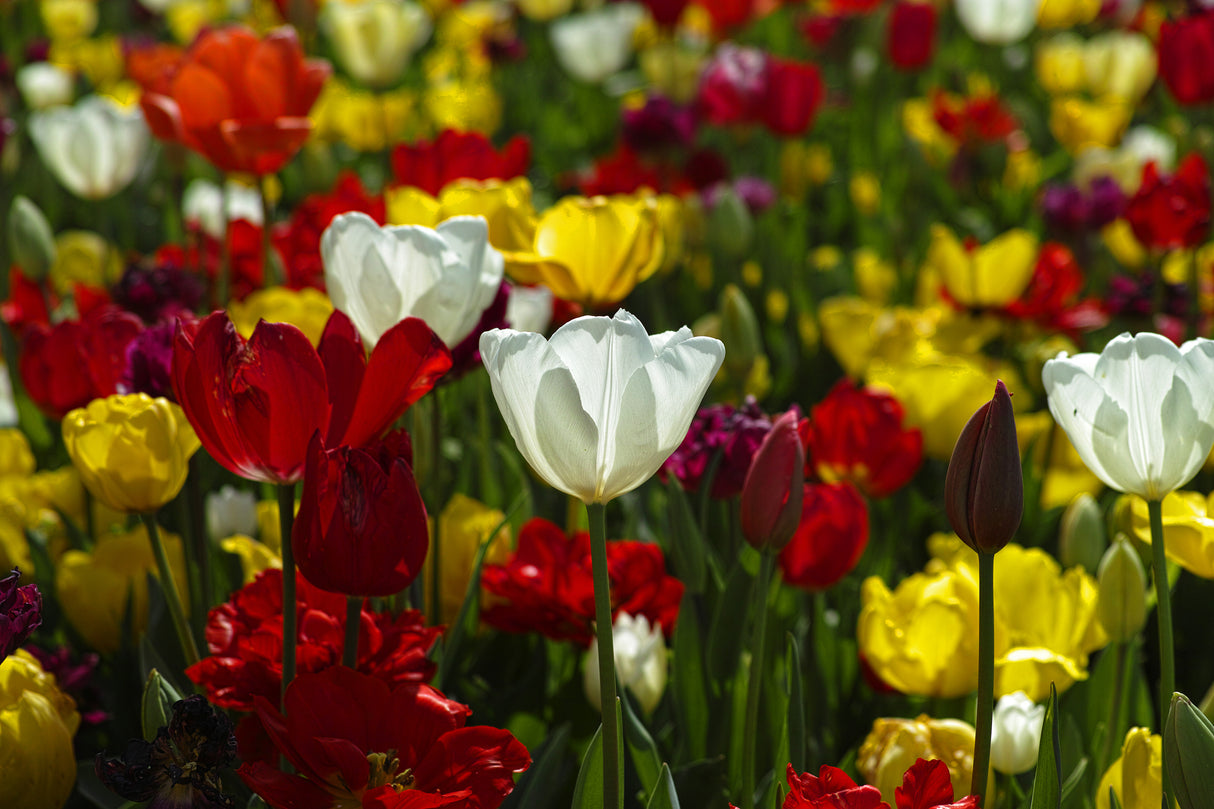 colorful tulips Poster och Canvastavla