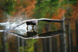 Landing Eagle Poster och Canvastavla