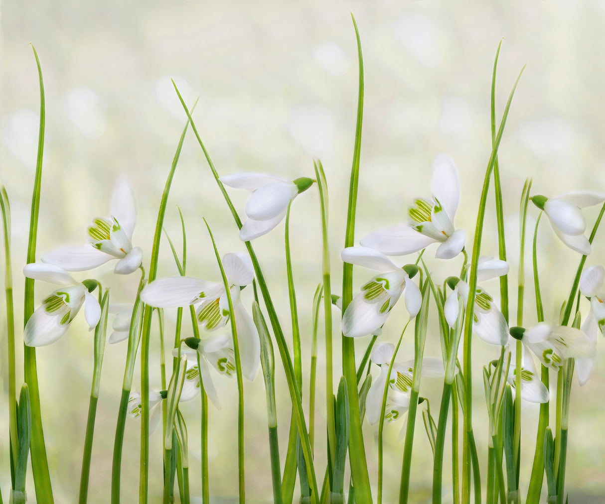 Meadow of Snowdrops Poster och Canvastavla