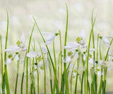 Meadow of Snowdrops Poster och Canvastavla