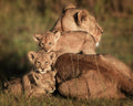 Close Family  5011 Poster och Canvastavla