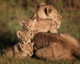 Close Family  5011 Poster och Canvastavla