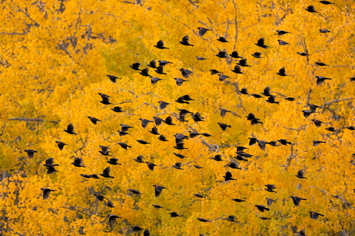 Flying into the Forest Poster och Canvastavla