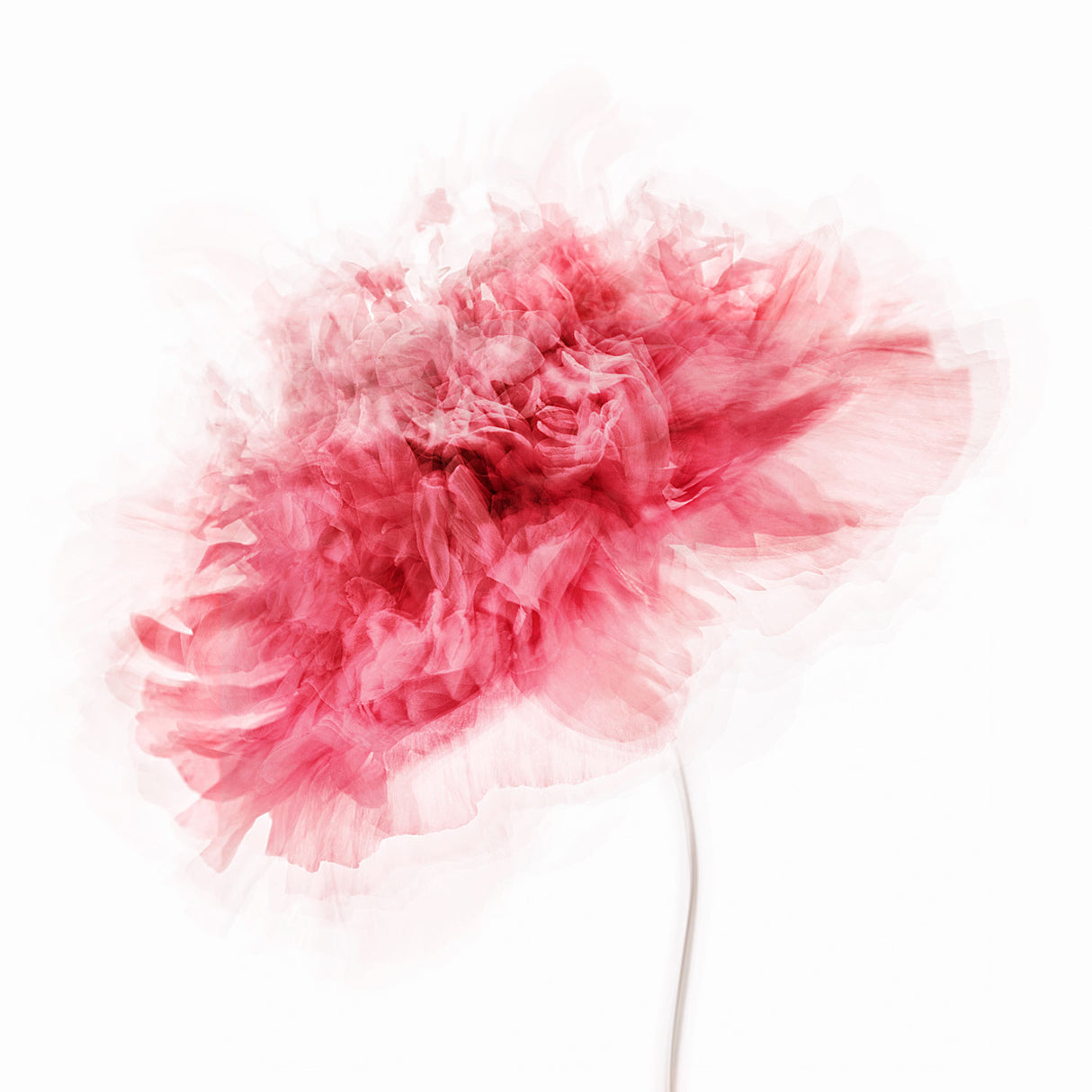 Poppy Impressions Poster och Canvastavla