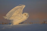 Snowy Owl Taking Off Poster och Canvastavla
