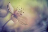 The dream of a bee Poster och Canvastavla