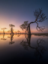 dancing trees Poster och Canvastavla