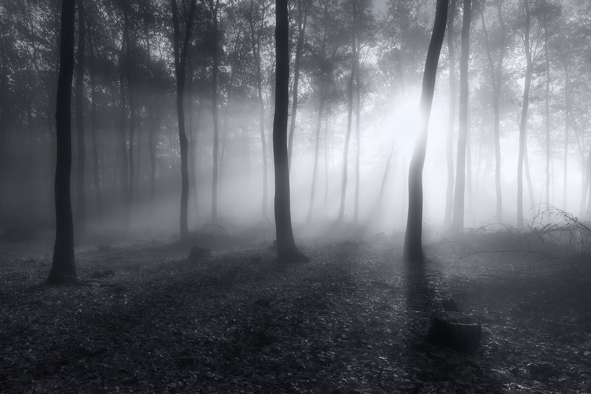 Hazy Light Poster och Canvastavla