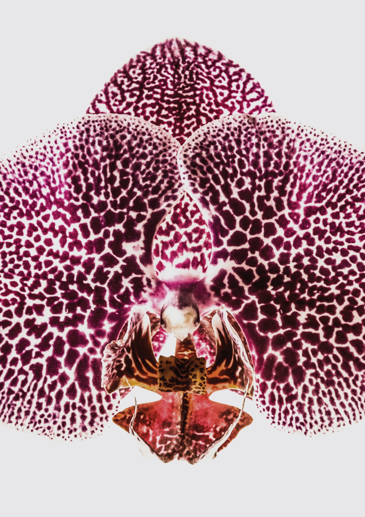 Leopard Orchid Poster och Canvastavla