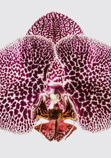 Leopard Orchid Poster och Canvastavla