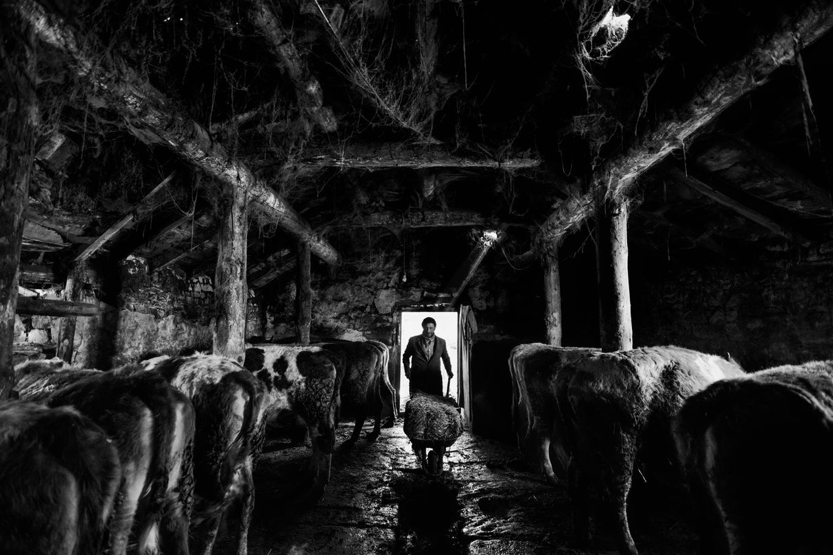 Farm Poster och Canvastavla