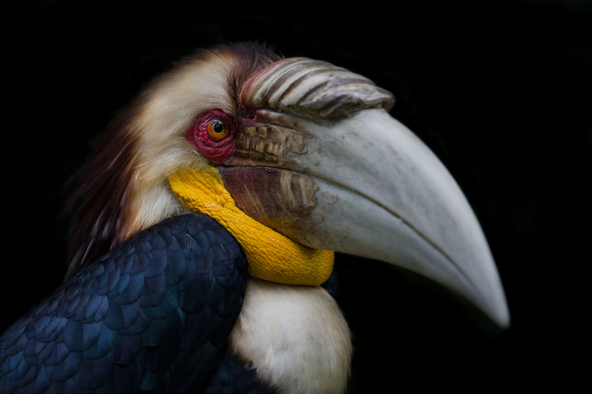 Wreathed hornbill Poster och Canvastavla