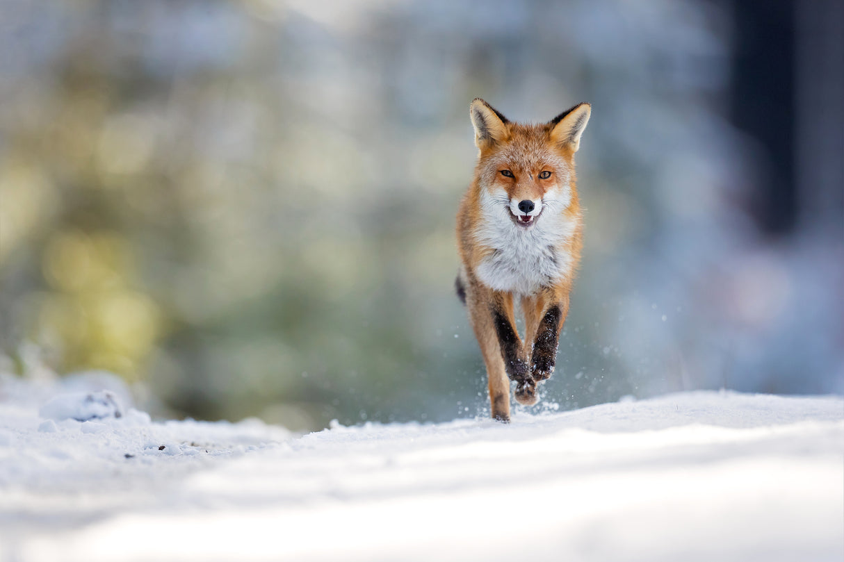 Red fox Poster och Canvastavla