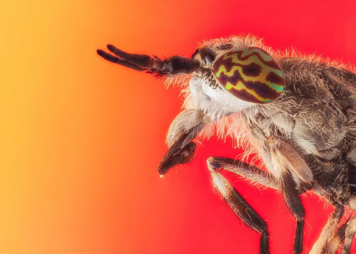The Horse Fly Poster och Canvastavla