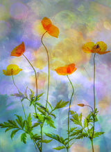 rainbow colours Poster och Canvastavla