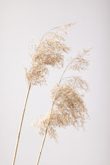 Reed Grass Grey 05 Poster och Canvastavla