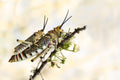 grasshoppers mating Poster och Canvastavla