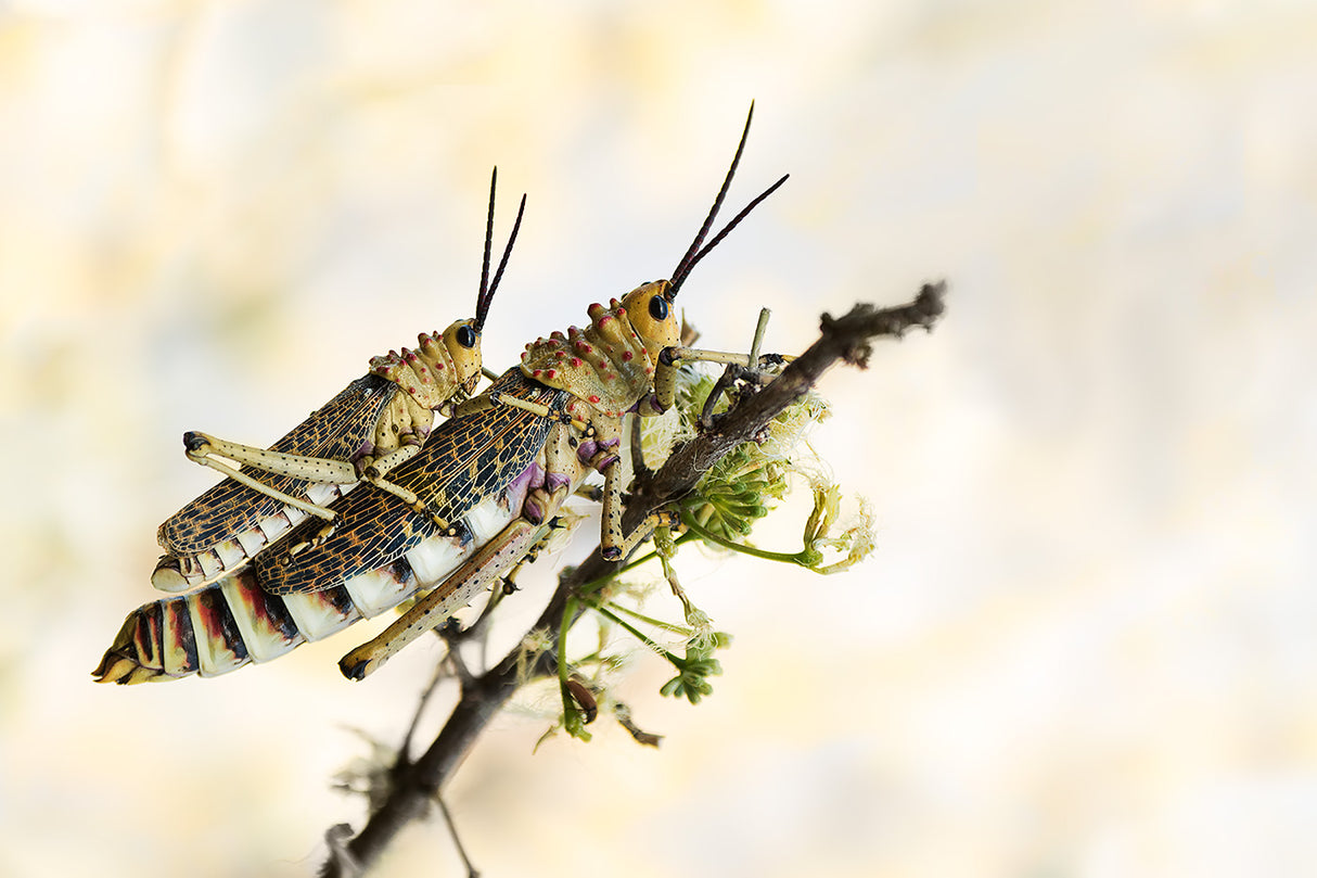 grasshoppers mating Poster och Canvastavla