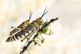 grasshoppers mating Poster och Canvastavla