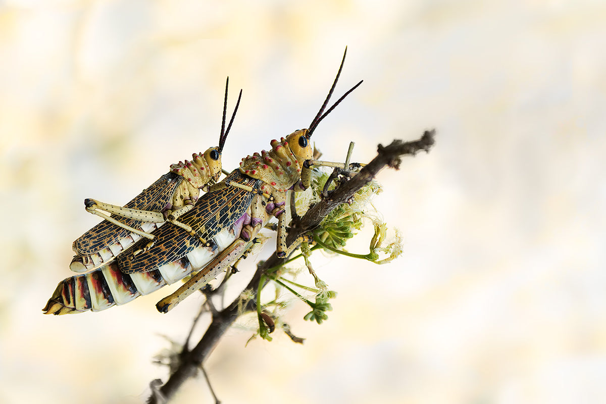 grasshoppers mating Poster och Canvastavla