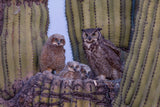 Great Horned Owl Poster och Canvastavla