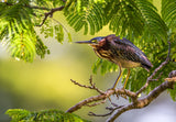 Geen Heron, Butorides virescens Poster och Canvastavla