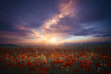 Between color and light 7R49962 Poster och Canvastavla
