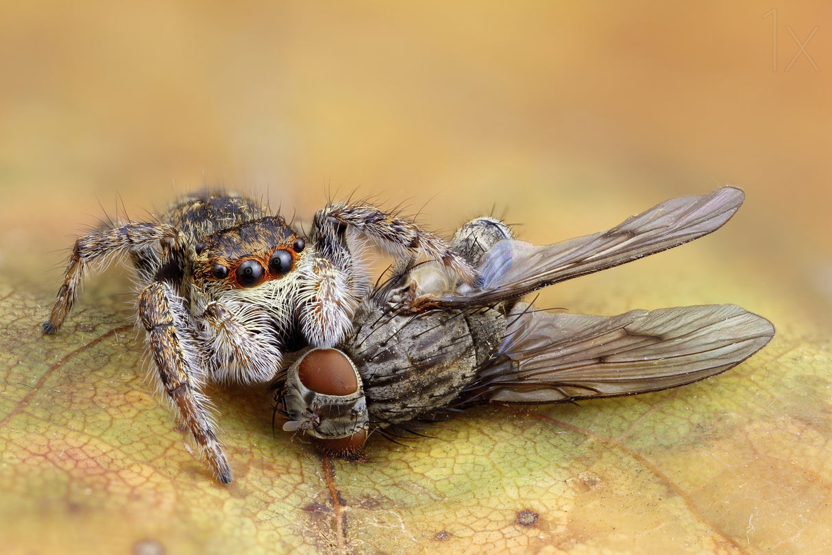 Spider 1 - Fly 0 Poster och Canvastavla