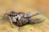 Spider 1 - Fly 0 Poster och Canvastavla